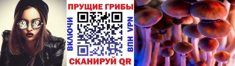 omg   Сальск  Псилоцибиновые грибы мицелий 
